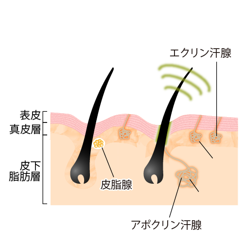 エクリン汗腺、アポクリン汗腺