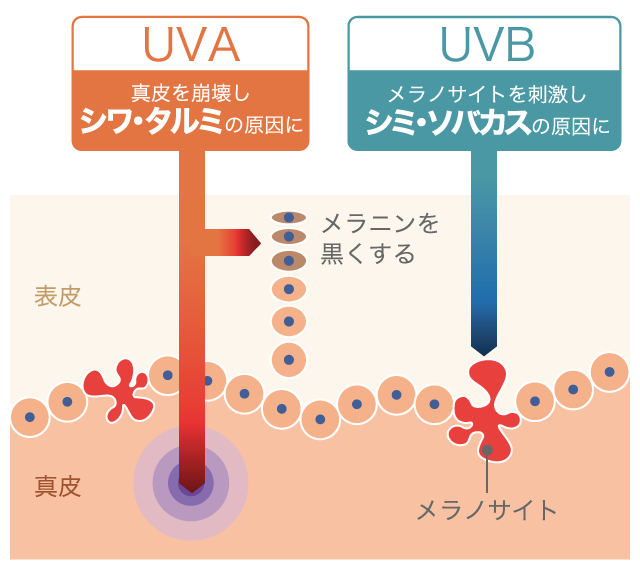 UVA:真皮を崩壊し、シワ・タルミの原因に　UVB:メラノサイトを刺激し、シミ・ソバカスの原因に