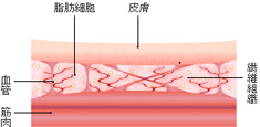 皮膚・血管・筋肉の断面図