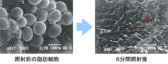 照射前の脂肪細胞、6分間照射後の比較画像