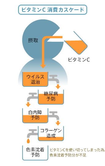 ビタミンC消費カスケード