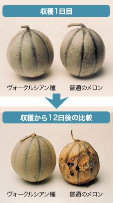 収穫12日後のヴォークルシアン種と普通のメロンの比較