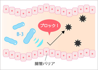 ビースリー®は腸管バリア機能を回復する力があり、炎症を引き起こす物質が身体の中に入るのをブロックするため太りにくくなるのです。