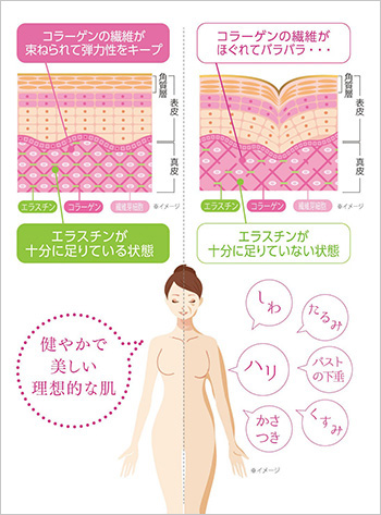 健やかで美しい理想的な肌：コラーゲンの繊維が束ねられて弾力性をキープ。エラスチンが十分に足りている状態。