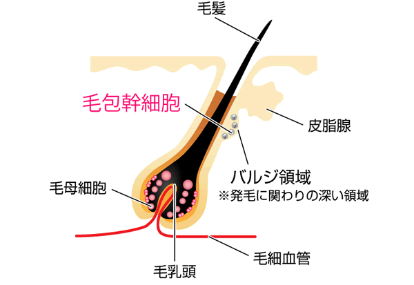 毛包幹細胞