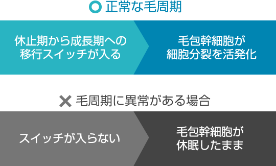 ○ 正常な毛周期 休止期から成長期への移行スイッチが入る 毛包幹細胞が細胞分裂を活発化 × 毛周期に異常がある場合 スイッチが入らない 毛包幹細胞が休眠したまま