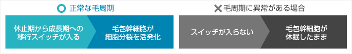 ○ 正常な毛周期 休止期から成長期への移行スイッチが入る 毛包幹細胞が細胞分裂を活発化 × 毛周期に異常がある場合 スイッチが入らない 毛包幹細胞が休眠したまま