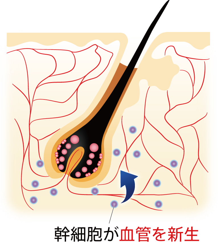 幹細胞が血管を新生
