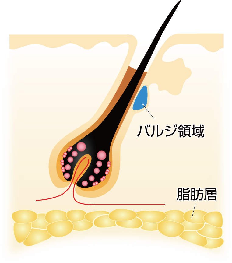 頭皮の脂肪層