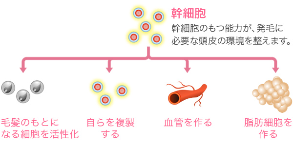 幹細胞 幹細胞のもつ能力が、発毛に必要な頭皮の環境を整えます。 毛髪のもとになる細胞を活性化 自らを複製する 血管を作る 脂肪細胞を作る