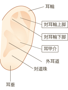 外耳の図：耳輪、対耳輪上脚、対耳輪下脚、耳甲介、外耳道、対道珠、耳垂