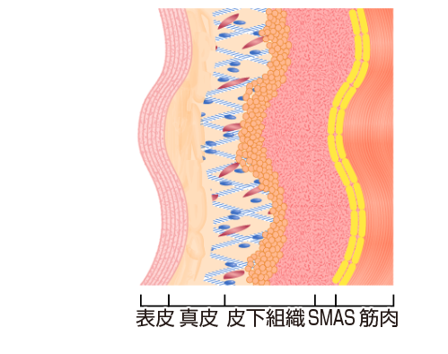 皮膚の下には皮下脂肪層があり、しっかりと皮膚を支えています