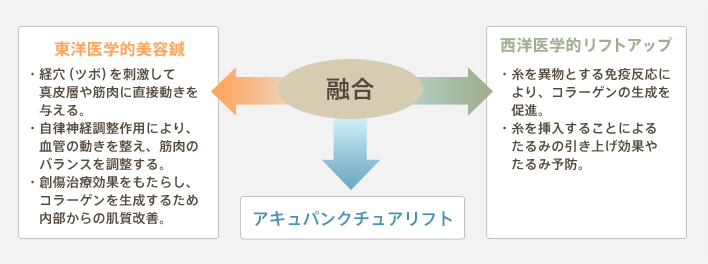 東洋医学的美容鍼 ・経穴（ツボ）を刺激して真皮層や筋肉に直接動きを与える。 ・自律神経調整作用により、血管の動きを整え、筋肉のバランスを調整する。 ・創傷治癒効果をもたらし、コラーゲンを生成するため内部からの肌質改善。 西洋医学的リフトアップ ・糸を異物をする免疫反応により、コラーゲンの生成を促進。 ・糸を挿入することによるたるみの引き上げ効果やたるみ予防。 融合 アキュパンクチュアリフト