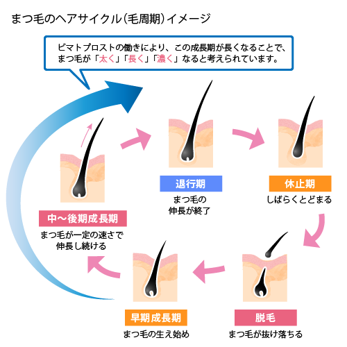 【まつ毛のヘアサイクル（毛周期）イメージ】 早期成長期「まつ毛の生え始め」→中～後期成長期「まつ毛が一定の速さで伸長し続ける」→退行期「まつ毛の伸長が終了」→休止期「しばらくとどまる」→脱毛「まつ毛が抜け落ちる」　ビマトプロストの働きにより、この成長期が長くなることで、まつ毛が「太く」「長く」「濃く」なると考えられています。