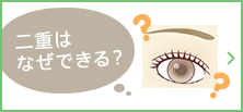 二重はなぜできる？