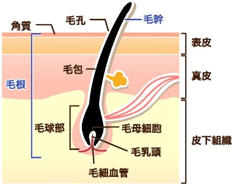 Let S Study 体毛の構造と医療脱毛のメカニズム 医療脱毛 レーザー脱毛 光脱毛 美容整形 美容外科 美容皮膚科なら聖心美容クリニック