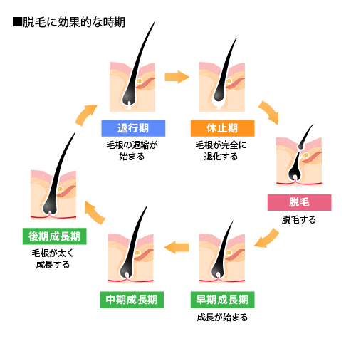 ■脱毛に効果的な時期：早期成長期「成長が始まる」→中期成長期→後期成長期「毛根が太く成長する」→退行期「毛根の退縮が始まる」→休止期「毛根が完全に退化する」→脱毛「脱毛する」