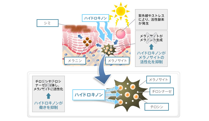 ハイドロキノンがメラノサイトの活性化を抑制