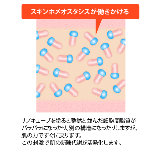 スキンホメオスタシスが働きかける。ナノキューブを塗ると整然と並んだ細胞間脂質がバラバラになったり、別の構造になったりしますが、肌の力ですぐに戻ります。この刺激で肌の新陳代謝が活性化します。