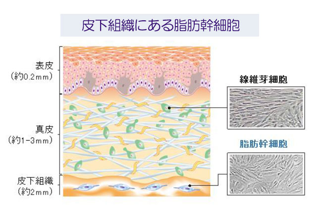 皮下組織にある脂肪幹細胞