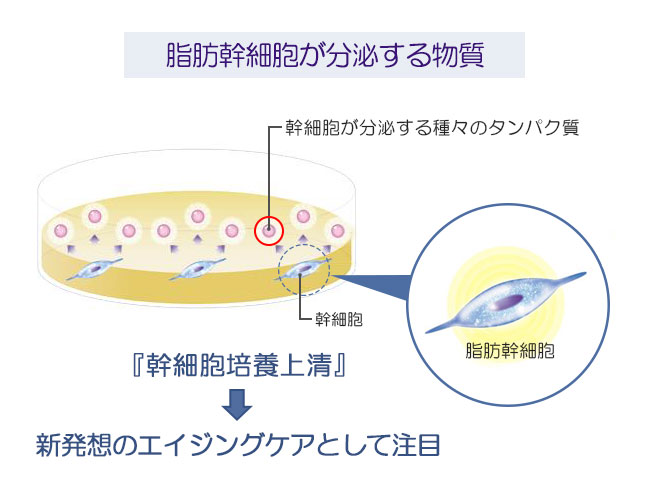 脂肪幹細胞が分泌する物質。「幹細胞培養上清」→新発想のエイジングケアとして注目