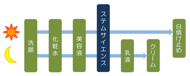 朝：洗顔→化粧水→美容液→ステムサイエンス→日焼け止め　夜：洗顔→化粧水→美容液→ステムサイエンス→乳液→クリーム