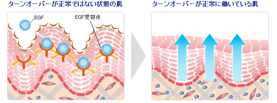 ターンオーバーが正常ではない状態の肌 ターンオーバーが正常に働いている肌