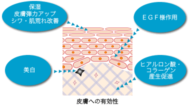 保湿 皮膚弾力アップ シワ・肌荒れ改善 美白 EGF様作用 ヒアルロン酸・コラーゲン産生促進 皮膚への有効性