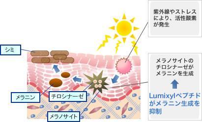 紫外線やストレスにより、活性酸素が発生→メラノサイトのチロシナーゼがメラニンを生成←Lumixylペプチドがメラニン生成を抑制