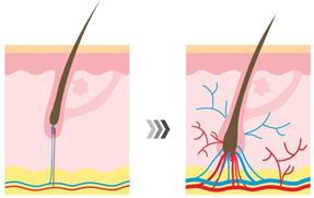④血液循環を高めることによって毛包への栄養供給を促進します。