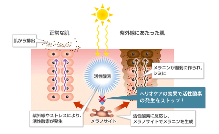 シミの元を根本から抑制