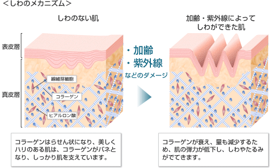 ＜しわのメカニズム＞ しわのない肌 コラーゲンはらせん状になり、美しくハリのある肌は、コラーゲンがバネとなり、しっかり肌を支えています。 →・加齢・紫外線などのダメージ→ 加齢・紫外線によってしわができた肌 コラーゲンが衰え、量も減少するため、肌の弾力が低下し、しわやたるみがでてきます。