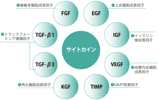 サイトカイン EGF●上皮細胞成長因子 IGF●インスリン様成長因子 VEGF●血管内皮細胞成長因子 TIMP●MMP阻害因子 KGF●角化細胞成長因子 TGF-β3●トランスフォーミング増殖因子 TGF-β1●トランスフォーミング増殖因子 FGF●線維芽細胞成長因子