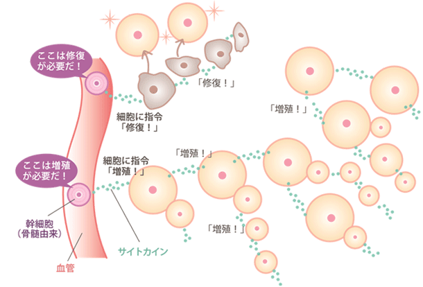 増殖に関わるサイトカイン 修復に関わるサイトカイン