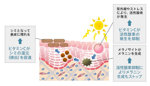 ビタミンCが活性酸素の発生を抑制→紫外線やストレスにより、活性酸素が発生 ビタミンCがシミの還元(排出)を促進→シミとなって表皮に現れる 活性酸素抑制によりメラニン生成もストップ→メラノサイトがメラニンを生成