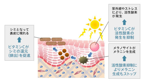 紫外線やストレスにより、活性酸素が発生←ビタミンCが活性酸素の発生を抑制。メラノサイトがメラニンを生成←活性酸素抑制によりメラニン生成もストップ。シミとなって表皮に現れる←ビタミンCがシミの還元（排出）を促進。