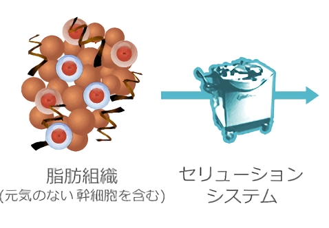 幹細胞を分離・抽出（活性化）