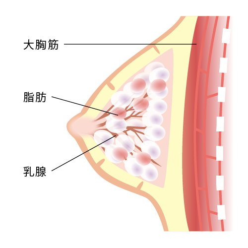 大胸筋 脂肪 乳腺