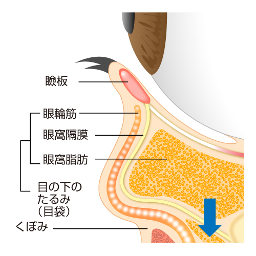 眼球 図