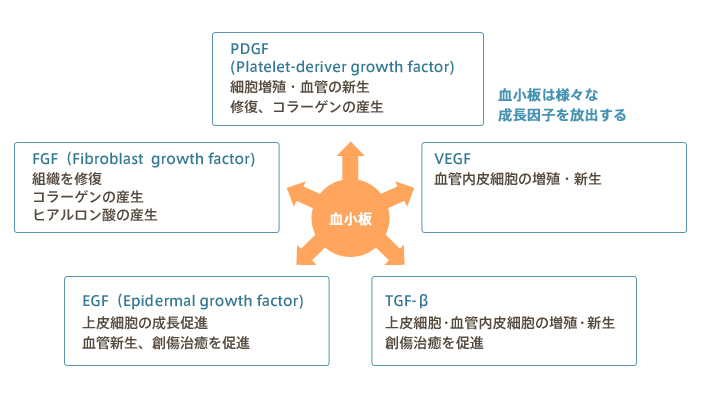 血小板は様々な成長因子を放出する。 PDGF(platelet-deriver groath factor):細胞増殖・血管の新生、修復、コラーゲンの産生　VEGF:血管内皮細胞の増殖・新生　TGF-β:上皮細胞・血管内皮細胞の増殖・新生、創傷治癒を促進　EGF(Epidermal growth factor):上皮細胞の成長促進、血管新生、創傷治癒を促進　FGF(Fibroblast growth factor):組織を修復、コラーゲンの産生、ヒアルロン酸の産生