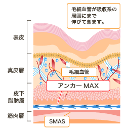 毛細血管が吸収系の周囲にまで伸びてきます。 毛細血管 アンカーMAX SMAS