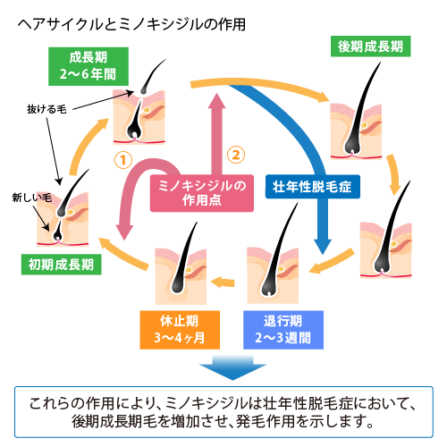 ヘアサイクルとミノキシジルの作用