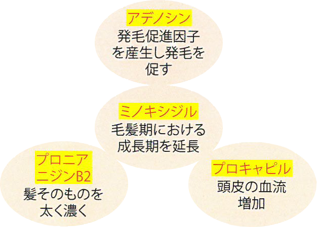 ミノキシジル：毛髪期における成長期を延長。アデノシン：発毛促進因子を産生し発毛を促す。プロニアニジンB2：髪そのものを太く濃く。プロキャビル：頭皮の血流を増加。