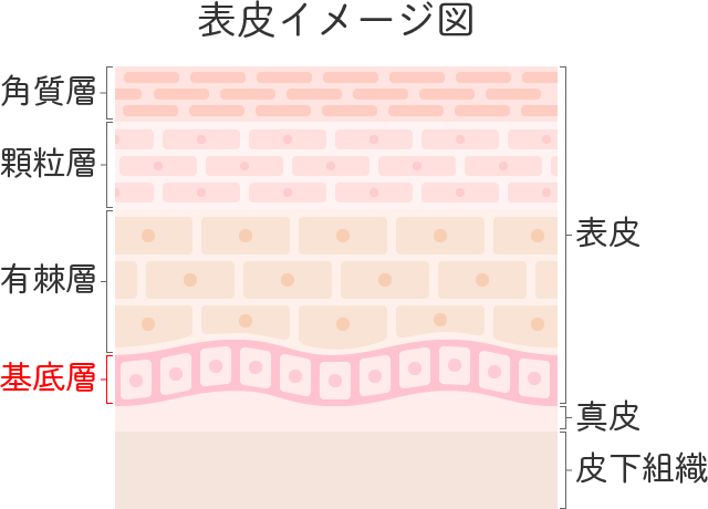 表皮イメージ図