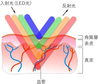 撮影時の入射光（LED光）、反射光、皮膚の断面図