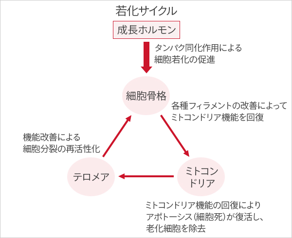 若化サイクル 成長ホルモン →タンパク同化作用による細胞若化の促進→ 細胞骨格 →各種フィラメントの改善によってミトコンドリア機能を回復→ ミトコンドリア →ミトコンドリア機能の回復によりアポトーシス(細胞死)が復活し、老化細胞を除去→ テロメア →機能改善による 細胞分裂の再活性化