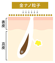 STEP1 肌、毛根の断面図