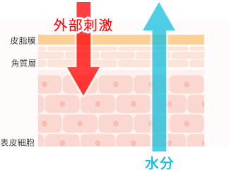 塩素によりバリア機能が低下した皮膚