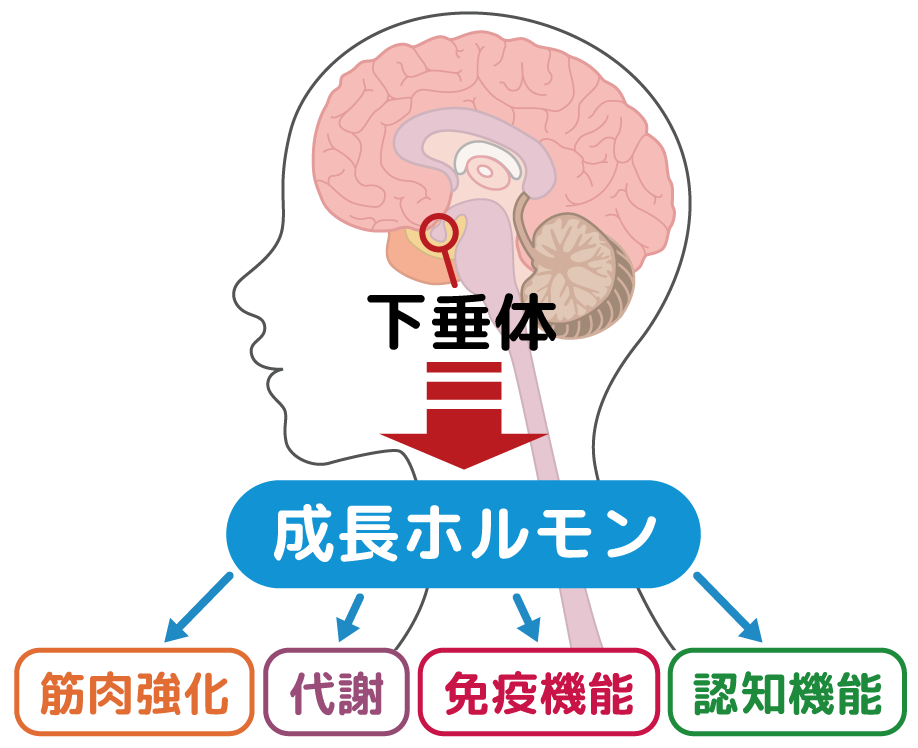 下垂体 → 成長ホルモン → 筋肉強化 代謝 免疫機能 認知機能