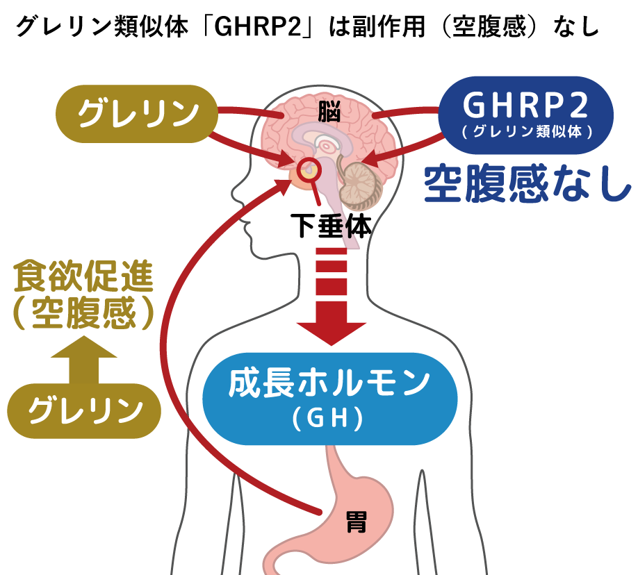 空腹感などの副作用が無い